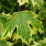 Variegated Norway Maple.png